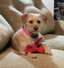 please pray for my dog Tallulah her first owner was not very good to her  she has not been to the doctors she has been from home to home until she  came