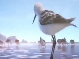 Bird From Finding Dory Watch A Bird Overcome Fear In Pixar S Heart Melting New Short Film Piper Youtube Short Movie Pixar Shorts 2nd Grade Music