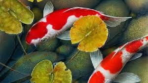 Pastikan lokasi aquarium memiliki cukup cahaya matahari yang bersinar menuju kaca sehingga ikan koi aquarium tidak cenderung berwarna pucat dan tetap berwarna cerah. Jenis Tanaman Pemicu Warna Ikan Koi Yang Mudah Didapat