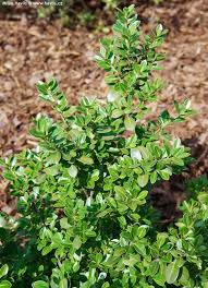 De bladeren zijn donkergroen, glanzend, klein, ovaal tot elliptisch, met iets. Ilex Crenata Green Lustre Havlis Cz