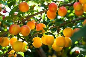 Thinning Fruit Trees San Diego Home Garden Lifestyles Fruit Trees Fruit Plum Tree