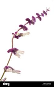 Image result for Schoenoplectiella leucantha