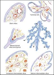 Image result for Endostemon villosus