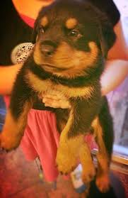 Big dog rescues, small dog rescues, icelandic sheepdog, saluki, or beabull. Rottweiler Puppies Pets And Animals For Sale Michigan
