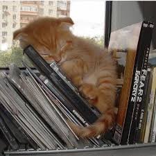Nap Time Send Video Or Photo Of Your Cat With The Name Of Your Insta Page To Our Contest Email And Become Our Sto Komik Kediler Sevimli Kediler Kedi