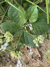 Image result for Clerodendrum umbellatum