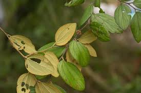 Image result for Ziziphus abyssinica