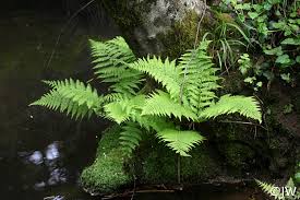 Image result for Cycnium filicalyx