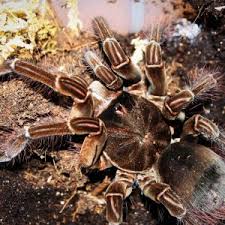 Image result for Centema subfusca