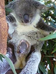 Bebe Et Maman Koala Lone Pine Koala Sanctuary Brisbane Queensland Australia Lone Pine Koala Sanctuary Australia Animals Koala