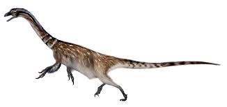 Image result for Phacelurus