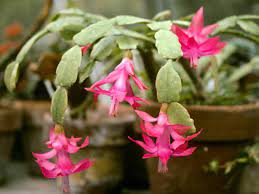 Water should be just enough to allow the soil to remain slightly moist. Potting Soil For Christmas Cactus World Of Succulents