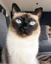 Siamese Cat Siamese Cats Siamese Cats Facts Siamese Cats For Sale
