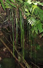 Image result for Vittaria guineensis