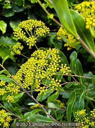 Image result for Bupleurum