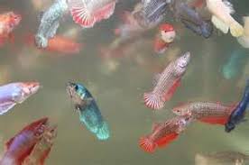 Baby Bettas How Colorful They Look All Together Betta Fish Care Baby Betta Fish Betta Fish