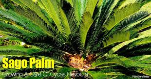 They appreciate a warm and bright environment, though harsh sunlight can damage the foliage. Sago Palm Care A Cycas Revoluta Growing Guide