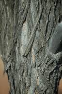 Image result for Terminalia trichopoda