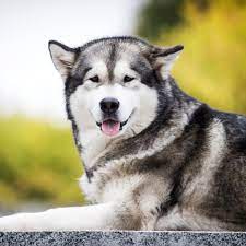 Entre ellas, destacan la biblioteca del estado, en juneau , y la biblioteca rasmusson, en fairbanks. Historia Y Origenes De La Raza De Perros Malamute De Alaska
