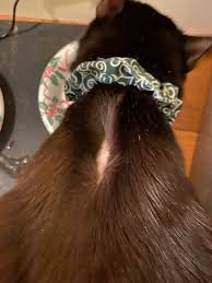 My cat has been suffering from hair loss for about six months now. Saw Sudden Hair Loss Around The Top Of His Spine We Have Another Cat In The House So I Was Thinking Maybe The Other Cat Chewed A Bit Of His Hair Out