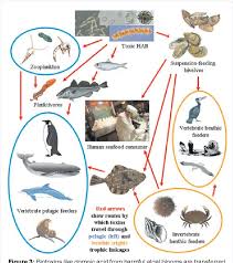 Image result for Amnesic Shellfish Poisoning