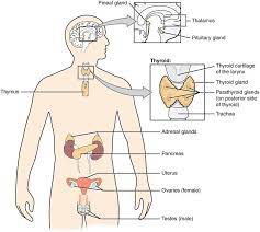 Endocrine System Definition Function Parts Biology Dictionary Endocrine System Nervous System Diagram Endocrine