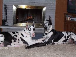Great dane puppies sellersburg indiana. Danlea Farms Home Facebook