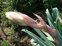 Image result for Neocussonia umbellifera