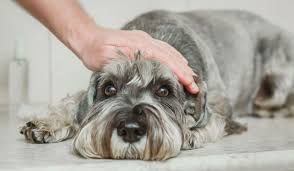 Then when an outdoor cat eats mice or birds, etc, they can again. Intestinal Parasites Aka Worms In Dogs And Cats Blog
