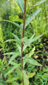 Image result for Onagraceae