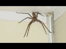 The spider is displaying amazing strength and extraordinary gripping power: How To Kill A Giant Huntsman Spider Youtube