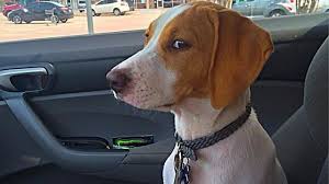 Cat veterinary tips why is my cat stomach gurgling? Funny Dogs Reaction To Vet You Ll Laugh More Than You Should Youtube
