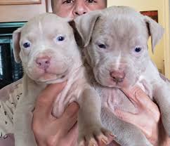 The #1 place to promote your bullies! Blue Nose Pitbull Puppies For Sale Near Me Pet S Gallery
