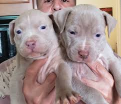 Topdog is a family owned and operated american bully pitbull breeder located in canton, ga. Blue Nose Pitbull Puppies For Sale Pet S Gallery