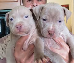 Blue nose pitbulls puppies make good friends with kids: Blue Nose Pitbull Puppies For Sale Near Me Pet S Gallery