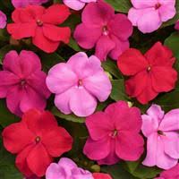 Image result for Impatiens oreocallis