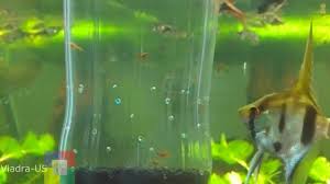 How many fry can a female guppy have? How Do Guppies Give Birth Lovetoknow