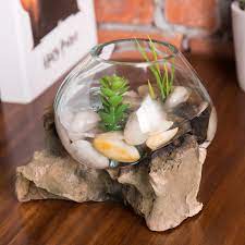 The glass will magnify the light and bake your plants. Millwood Pines Glass Bowl Plant Terrarium With Driftwood Reviews Wayfair
