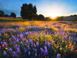 Sunset In Spring Season Spring Sunset Wallpaper Hd 1024x768 Download Hd Wallpaper Wallpapertip We have 58+ amazing background pictures carefully picked by our community.