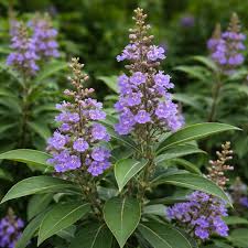 Image result for Vitex trifolia