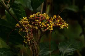 Image result for Leea guineensis