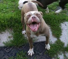 French bulldog + pitbull mix. French Bulldog Pit Mix Miniature Pit Bulls Rare Colors For Sale In Medina New York Classified Americanlisted Com