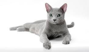 Cats are not recognized to have a distinct breed unless they have the pedigree to prove it. 20 Fun Facts You Didn T Know About Russian Blue Cats