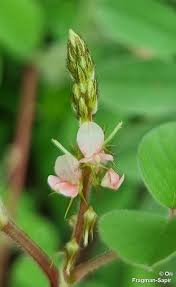 Image result for Indigofera hirsuta