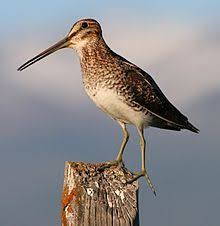 Small Bird With Long Legs And Long Beak A Brownish Bird With Long Legs And A Long Beak Stands On A Fence Post Bird Bird Life List Bird Species