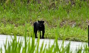 Black leopards is a south african football club based in thohoyandou, vhembe region, limpopo that plays in the premier soccer league. Researchers Trick Black Leopards Into Showing Their Spots