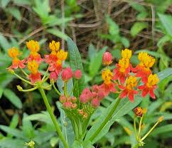 Image result for Asclepias curassavica
