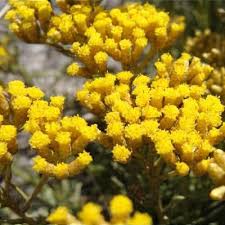 Image result for Helichrysopsis