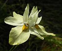Image result for Moraea niassensis