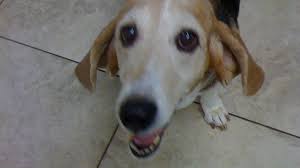 Will the cat food just work its way out of him? Clumping Cat Litter Can Kill A Dog Virtuavet